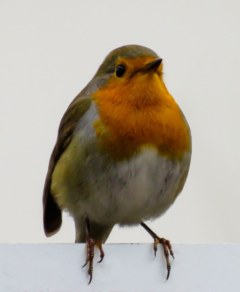 no people, outdoors, 1080P, animal wildlife, bird, nature, looking away, branch, snow, robin, jay, full length, zoology, yellow, animal themes, animals in the wild
