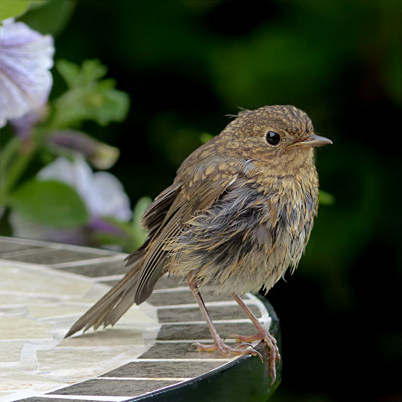 european, white, outdoors, erithacus rubecula, animal wildlife, garden, bird, focus on foreground, animal, animals in the wild, sparrow, 1080P, day, Female
