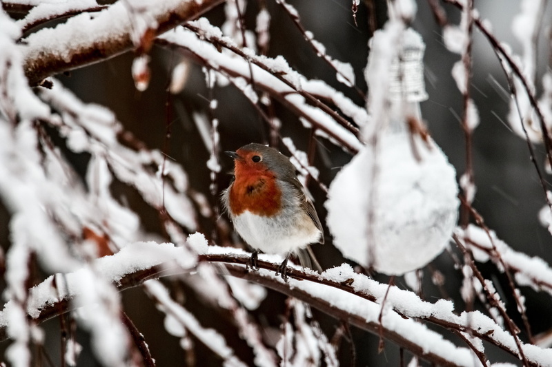 robin, gray, beauty in nature, 5K, animals in the wild, frost, day, no people, selective focus, outdoors, perching, one animal, tree, vertebrate, animal