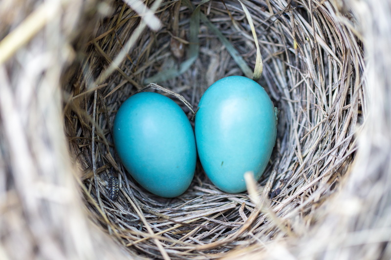 animal nest, new life, holiday, egg, weaver, nest egg, no people, small, close-up, bird, tree, outdoor, avian, twigs, selective, twin, texture, robin, pair
