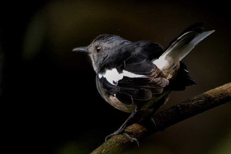 outdoors, nature, animals in the wild, 2K, bird, twig, one animal, branch, photography, full length, plant, black background, black color, close-up, animal wildlife