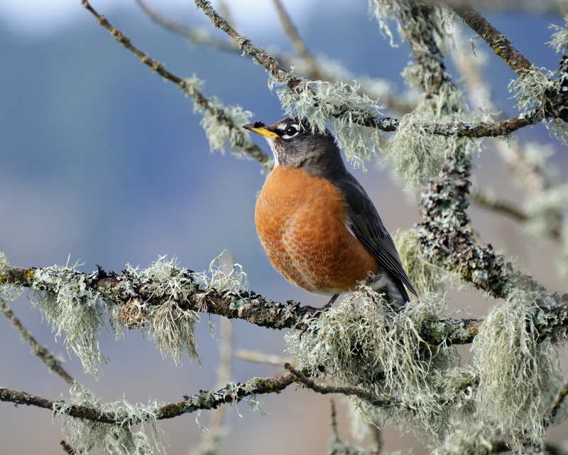 spring, landscape, cold temperature, blue sky, snow, animals in the wild, bird, sky, no people, feather, forest, birdwatching, blue sky background, moss
