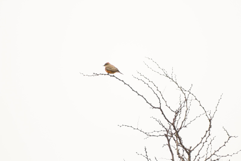 vertebrate, white, copy space, one animal, no people, flying, animal themes, low angle view, eagle, sky, robin, mx, animal wildlife, tree, bare tree, plant