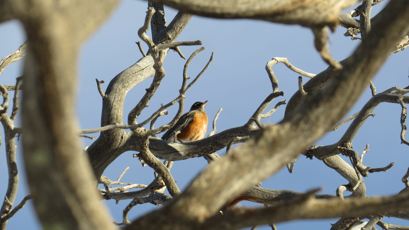 bare tree, vertebrate, spring, branch, red, white, outdoor, 4K, animals in the wild, day, beak, no people, bird, one animal, animal themes, small, plumage