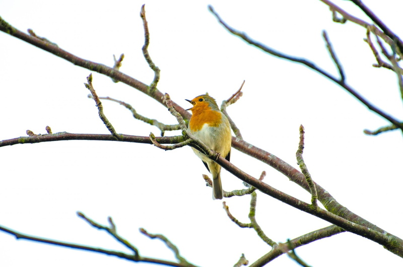 robin, twig, clear sky, animal, no people, orange, europe, vertical, close, outdoors, rubecula, garden, spring, erithacus, red, white, color, redbreast
