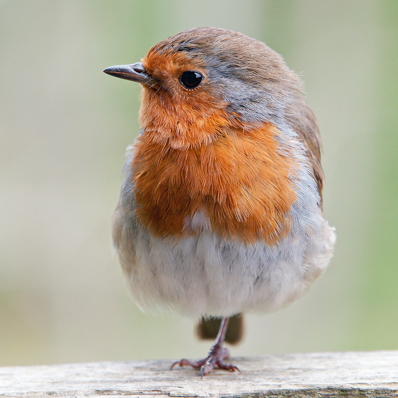 brown, Bird, feathered, small, 1080P, surface, on top, top, close-up, nature, Robin, beak, orange, white, wildlife, Red, animal, beaked, Breast, outdoors