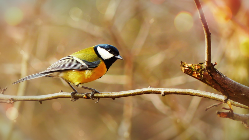 close-up, animal wildlife, fruit, jay, tree, 2K, focus on foreground, photo, plant, finch, no people, blue jay, canary, leaf, vertebrate, white, group of animals