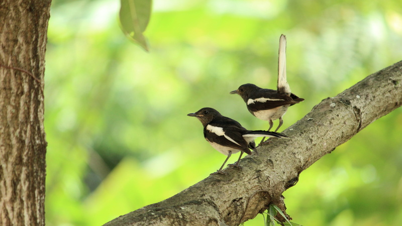 outdoor, no people, two, animal themes, branch, child, great tit, avian, group of animals, perched, white, kerala, little, nature, animals in the wild