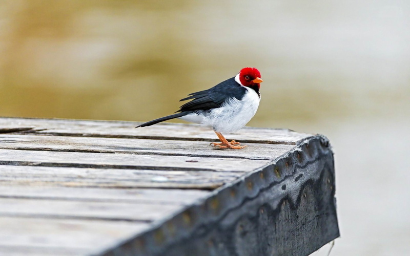 focus on foreground, wallpap, one animal, animal wildlife, white, wood - material, cardinal - bird, desktop, perching, 1080P, crested, nature, animal