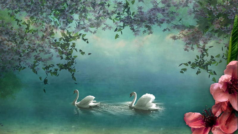 bird, Flower, water, animal, Swan, beauty in nature, real people, outdoors, animal wildlife, one person, Lake, hand, nature, animals in the wild, plant