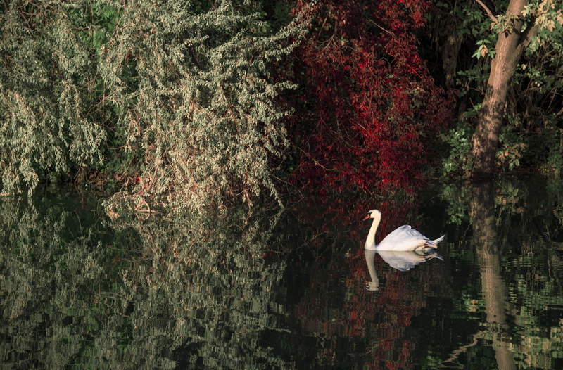 floating on water, blossom, red, flower, waterfowl, one animal, white, lake, animal themes, reflection, flamingo, aquatic, flock, nature, swimming, animal