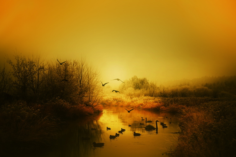 trough, vertebrate, animal themes, animals in the wild, silhouette, non-urban scene, geese, scenics - nature, east, bird, lake, water, plant, animal wildlife