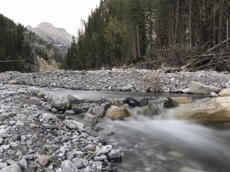 outdoors, conifer, fir, tranquility, abies, rock - object, rubble, beauty in nature, water, motion, animal, plant, rock, time, river, vegetation, long exposure