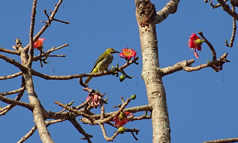 kapok, red cotton tree, silk-cotton, bombacaceae, no people, bombax ceiba, group of animals, karnataka, animal, tree, bhimgadh, day, low angle view, 1080P