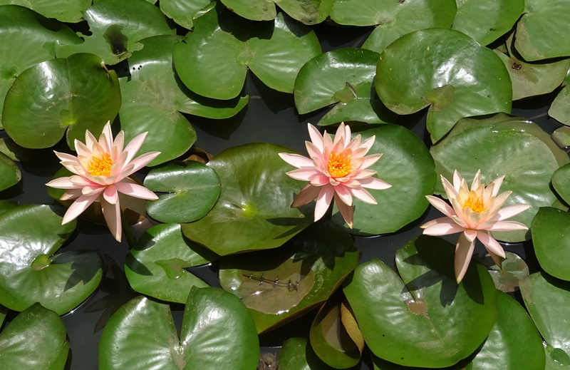 flower Head, beauty in nature, lake, botany, nature, close-up, water, 2K, inflorescence, blooming, lily, lotus Water Lily, peach glow, dharwad, plant