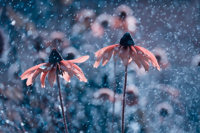 pink, snowing, fragility, flowers, growth, close-up, no people, outdoors, focus on foreground, vulnerability, selective focus, macro, nature, winter, spring