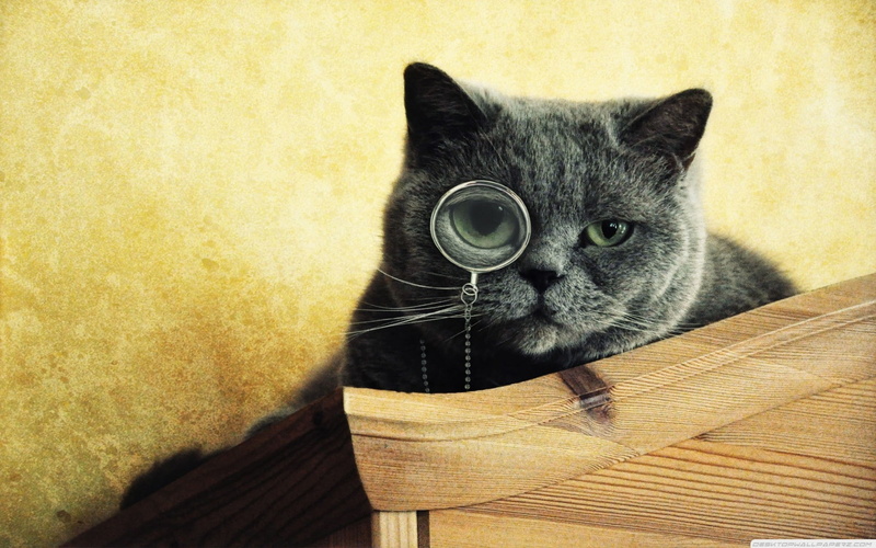 cat, domestic animals, pets, vertebrate, close-up, wood - material, animal eye, monocles, domestic, looking at camera, feline, whisker, portrait, animals