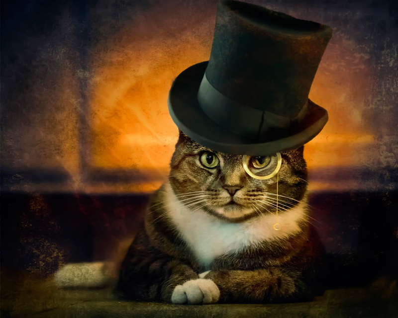 black, 1080P, domestic, domestic Animals, no People, sitting, fur, whisker, hat, mammal, cute, tabby, brown, cat, domestic Cat, feline, looking, close-up