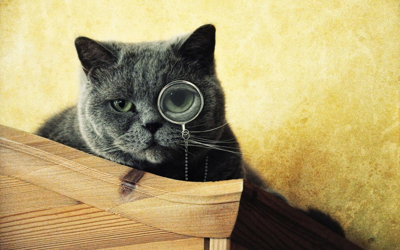 black, monocle, chartreux, cat, 1920x1200, 1080P, animals