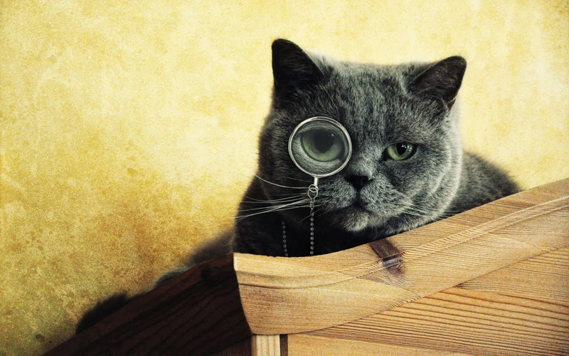 funny, monocle, cats, animals, 2K