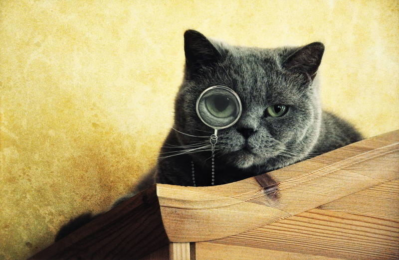 animals, like, hd, eyes, cat, cats, Yellow, monocle, art, x, sir, 1080P, tattoos