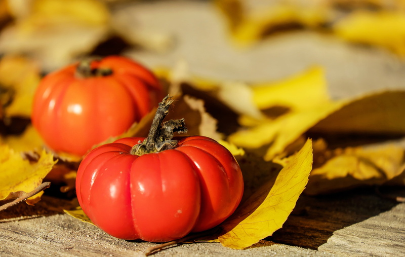 tomatoes, leaf, blur, orange Color, squash - Vegetable, plant part, ingredients, organic, no people, pumpkin, food and drink, ripe, stem, gourd, tomato