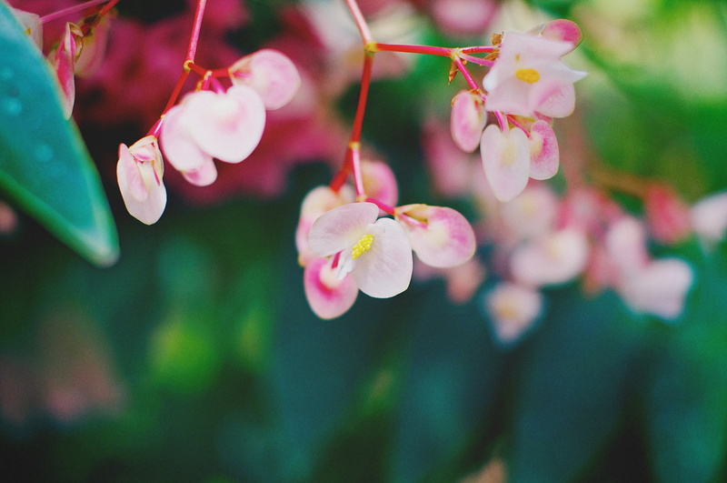X mount, Begonia, flowers, Thai, branch, XF, APS-C, macro, tree, Aperture, X-Trans, f/1.4, colorful, mirrorless, CMOS, beautiful, flower Head, fast lens
