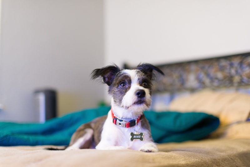 selective, blur, bokeh, portrait, lighting, color, bed, black, cute, Nikon  D610, f1.4, short, indoors, black dog, pets, 5K, dog, small, focus, haircut