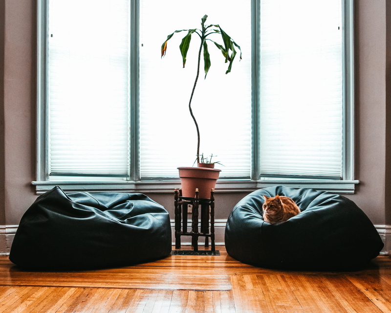 photo, indoors, Pets, glass - material, flowering plant, luxury, hardwood floor, Home, Table, 4K, nature, potted plant, home interior, living, vase, wealth