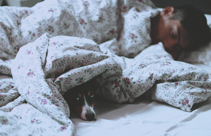 duvet, short, bonding, lifestyles, tired, adult, cute, love, dog, person, calm, beside, night, indoors, blanket, coated, clear, lying, sleep, young Adult