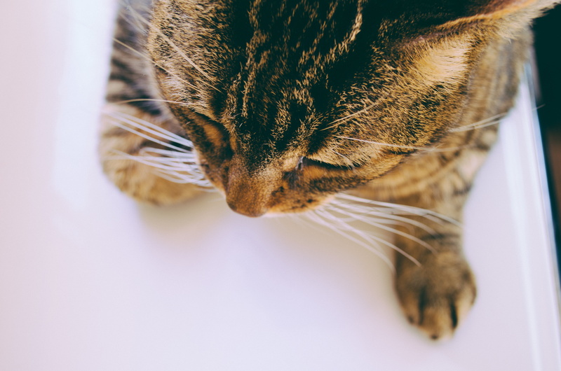 cute, white, animal, looking, nikkor, feline, pets, mammal, fur, tabby, simplicity, life, white surface, whisker, tabby cat, surface, uruguay  montevideo
