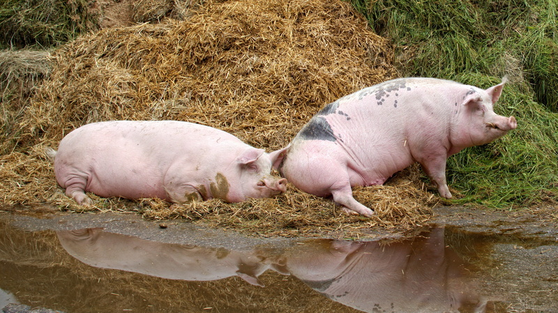 pink, swamp, country life, happy, two, domestic animals, pig, outdoors, day, piglet, animal family, dirty, agriculture, nature, domestic, 4K, sleeping