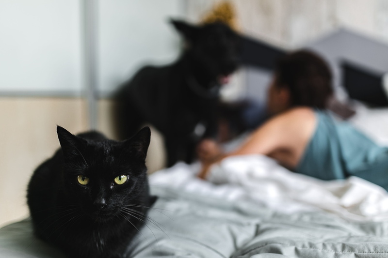 furniture, feline, domestic Animals, domestic Cat, Cat, indoors, pet owner, whisker, one animal, lying Down, pet, domestic Life, vertebrate, home Interior