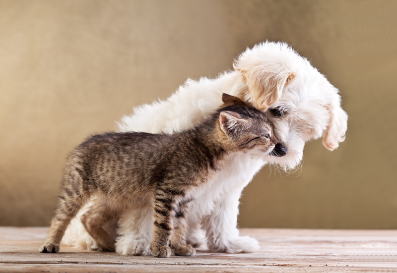 sitting, looking, looking away, dog, domestic, animals, mammal, animal family, side view, pets, one animal, no people, vertebrate, puppy, day, herbivorous