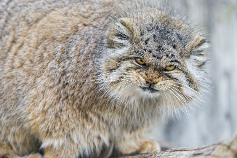 feline, close-up, portrait, animal hair, cat, coated, no people, domestic, hair, vertebrate, animals in the wild, Pallas Cat, animal wildlife, looking
