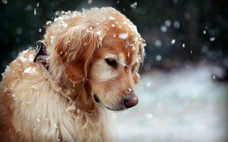 1080P, Puppy, Golden Retriever, Dog