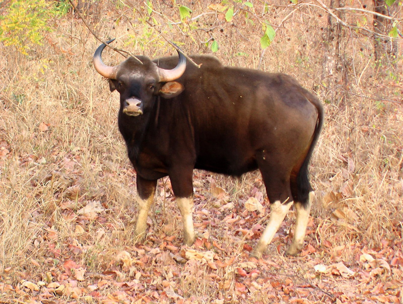 cattle, gaur, wild, confidence, grass, animals, satpura, 1080P, india