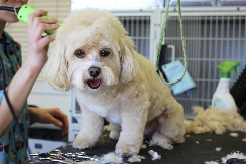 black, care, pets, canine, hairstyle, mammal, pet grooming, pet owner, hand, salon, dog grooming, occupation, animal hospital, hair, small, 5K, haircut