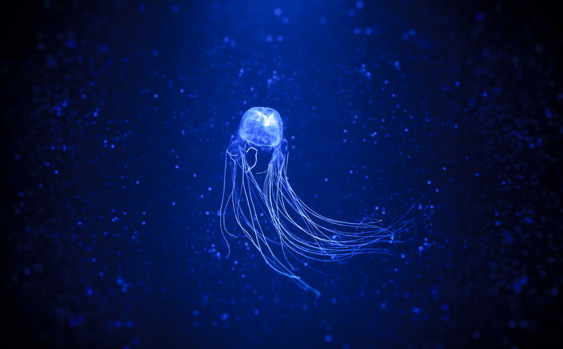 blue, water, nature, goodbye, Animals, marine, animal themes, light inside, swimming, sinking, one animal, underwater, Sea, bokeh, no people, medusa, animal