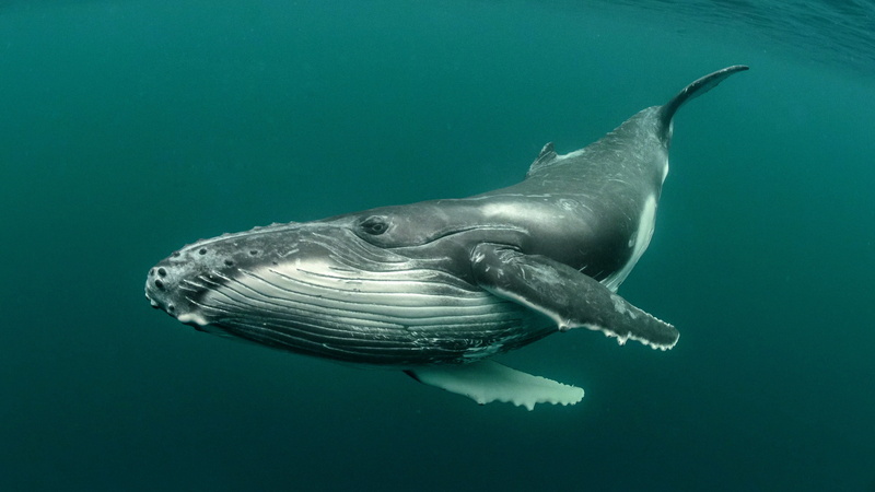 whale, animals, underwater, 4K, humpback whale