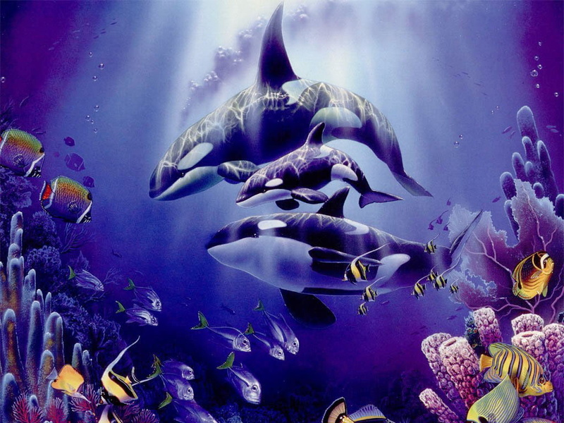 water, killer Whales, 480P, whale, orcas, ocean