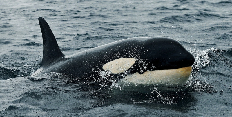 outdoors, day, whale, one animal, sea, animal, animal wildlife, waves, animals in the wild, mammal, killer Whale, 1080P, no people, wildlife, water, splashing