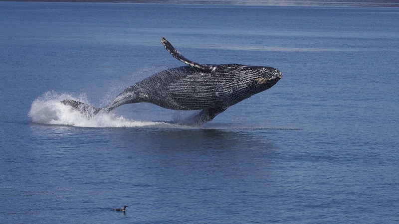 humpback whale, water, humpback whale long-armed, Alaska, humpback, Ocean, 1080P, Bird, black, whale, guillemot
