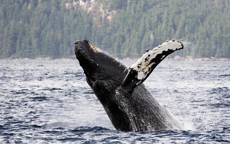 humpback, Alaska, humpback whale, whale, 1080P, humpback whale long-armed, Chatham Strait, water
