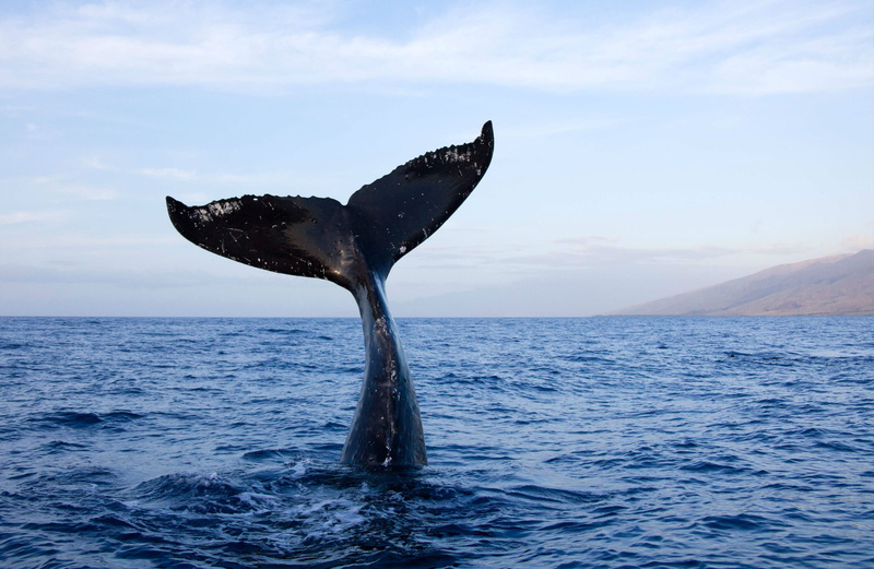 animal, sea, mammal, waterfront, vertebrate, animals in the wild, marine, water, ocean, tail fin, humpback whale, one animal, outdoors, no people, underwater