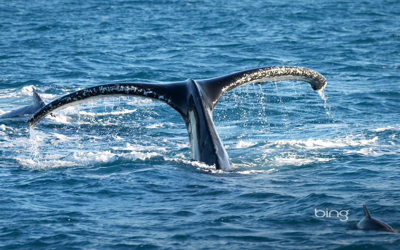 animals, australia, whale, tail, queensland, humpback, queensl, 1080P