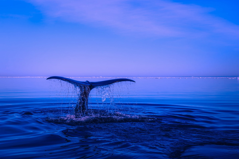 outdoors, clear sky, aquatic mammal, fin, water, horizon, clouds, beauty in nature, motion, breaching, tranquil scene, sunset, body, nature, humpback whale