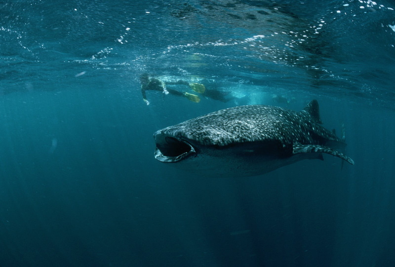 underwater, sea life, animal themes, marine, day, animal mouth, no people, undersea, whale, animal, animal wildlife, animals, shark, animals in the wild