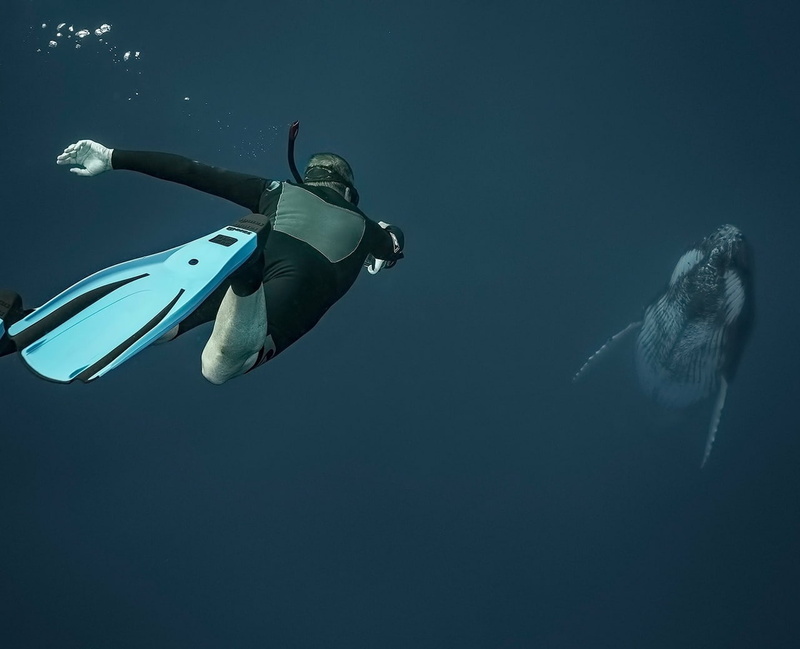 whale, divers, 720P, underwater, sea