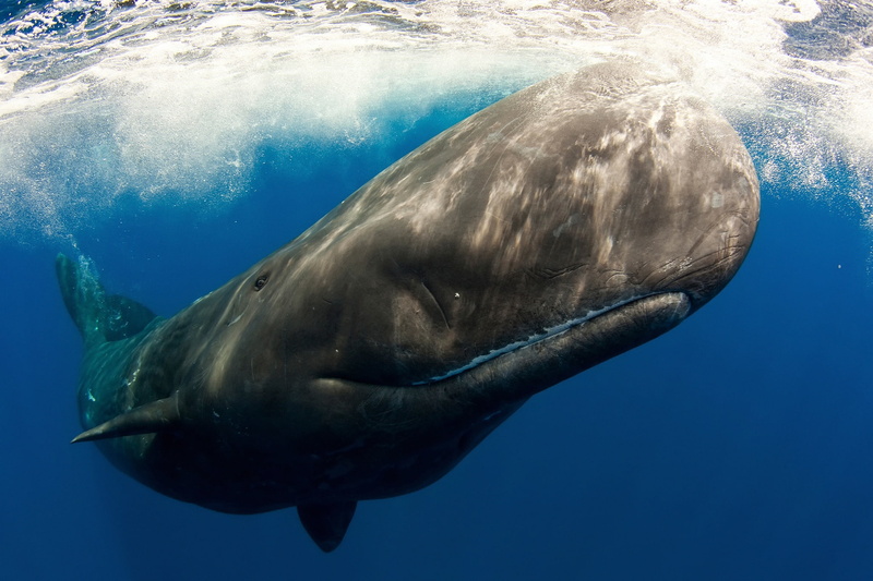 toothed whale, the ocean, 1080P, sea, under water, mammal, Sperm whale